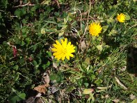 iara Scorciavacca-20110306 063